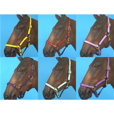 Eclipse Two Colour Eyeletted Headcollar